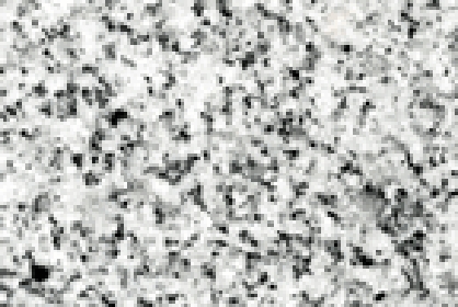 白系統（ホワイト）